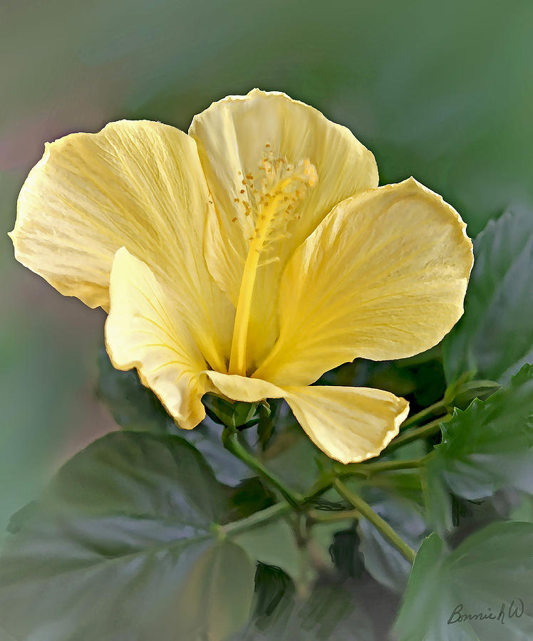 Yellow Hibiscus Photograph by Bonnie Willis