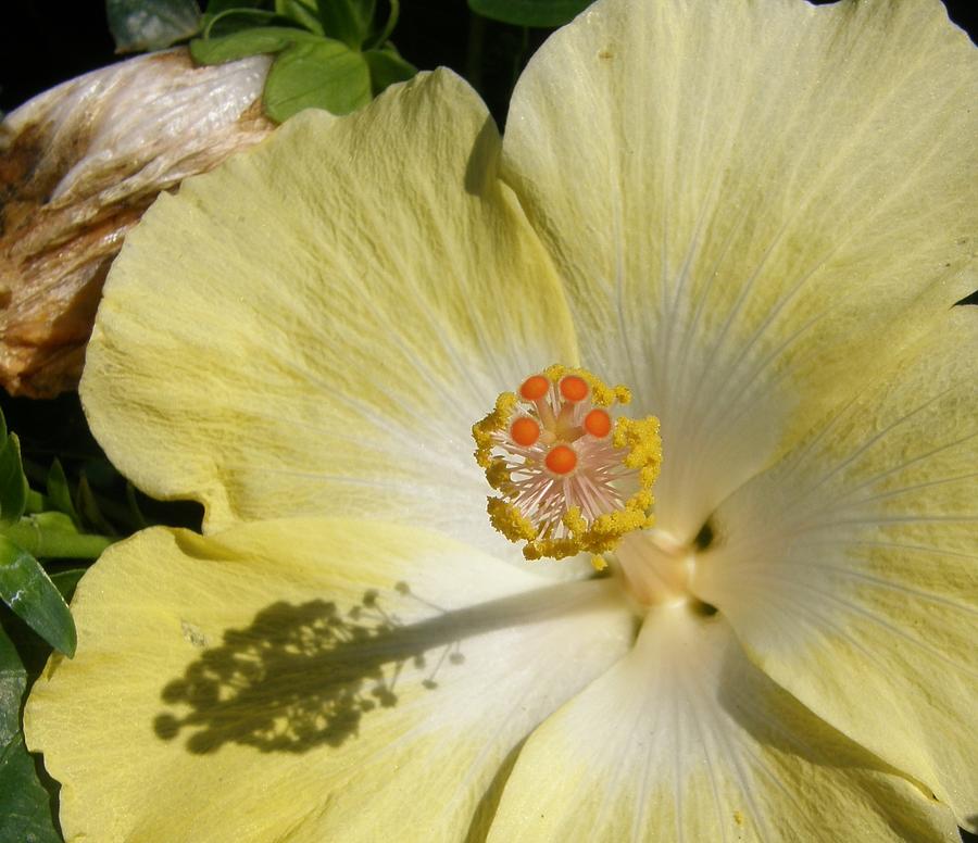 Yellow Hibiscus Photograph by Caryl J Bohn