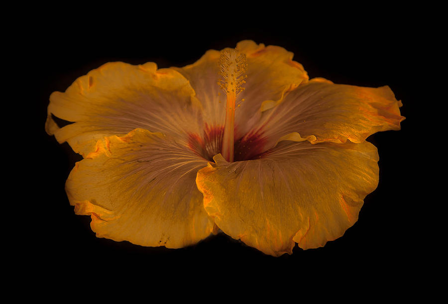 Yellow Hibiscus Photograph by Craig Watanabe
