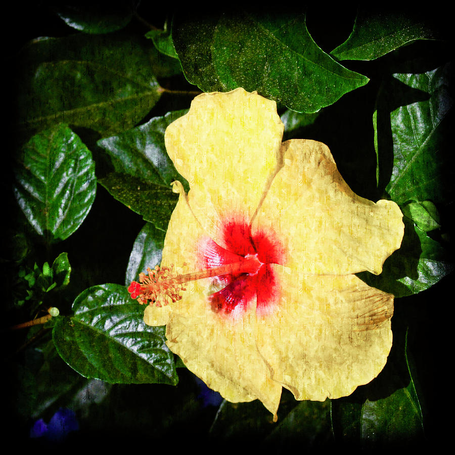 Yellow Hibiscus Photograph by Crystal Wightman