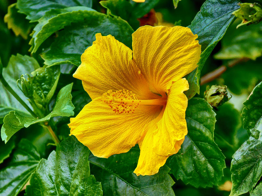 Yellow Hibiscus Photograph by Dan Dennison - Fine Art America