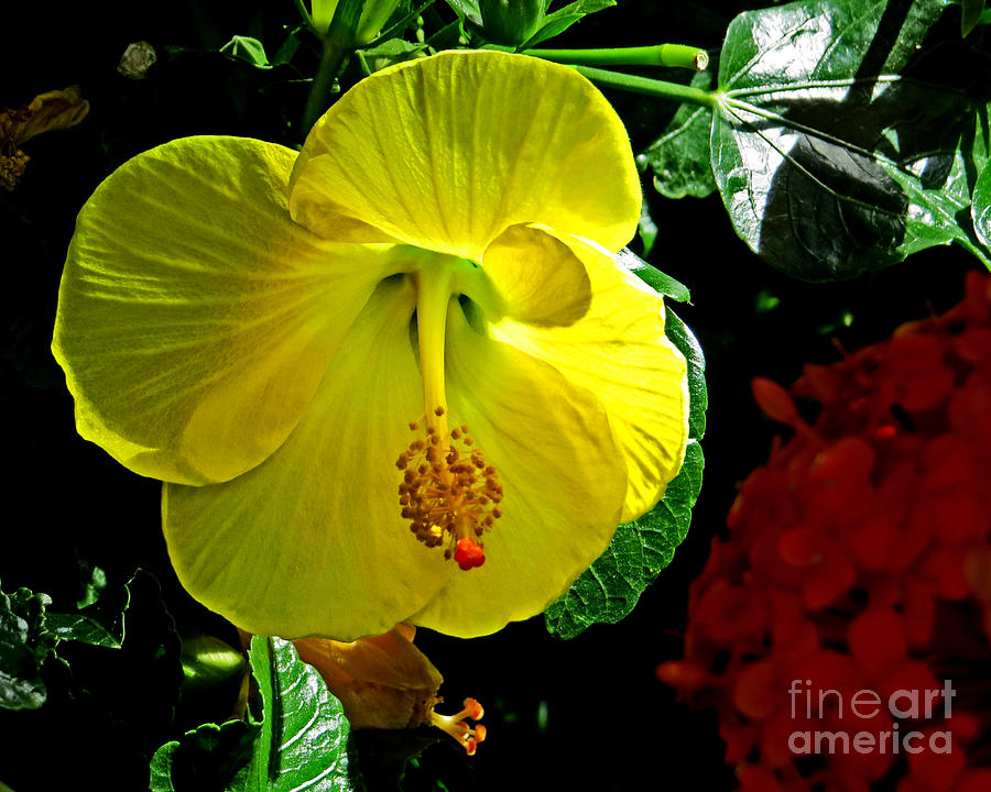 Yellow Hibiscus Photograph by Dawn Gari