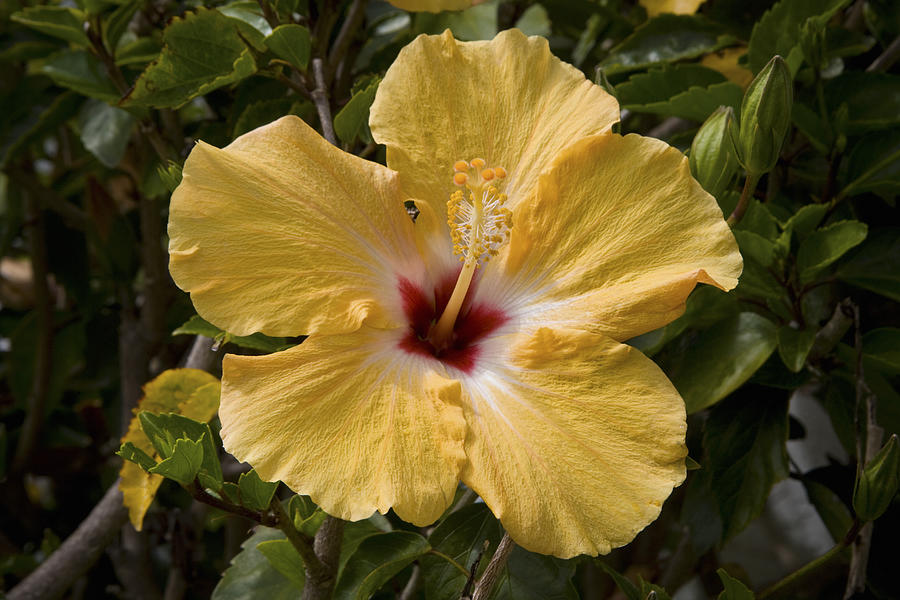 Yellow Hibiscus Photograph by Diane Macdonald