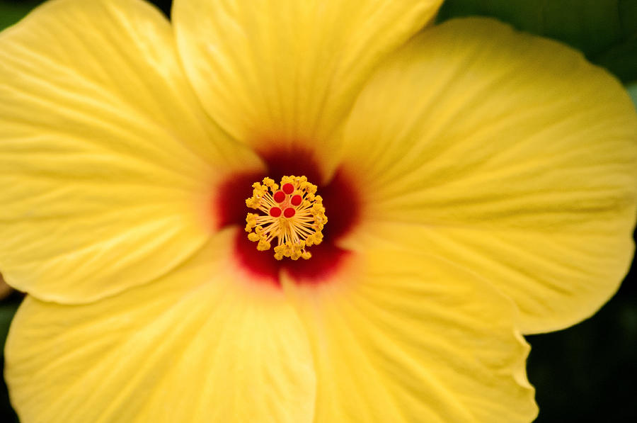 Don Johnson Photograph - Yellow Hibiscus by Don Johnson