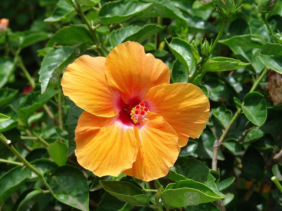 Yellow Hibiscus Photograph by Eric Swan - Fine Art America