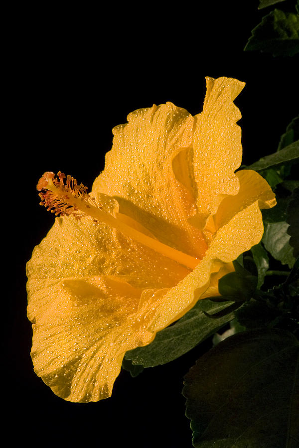 Yellow Hibiscus Flower Water Drops Photograph by Keith Webber Jr