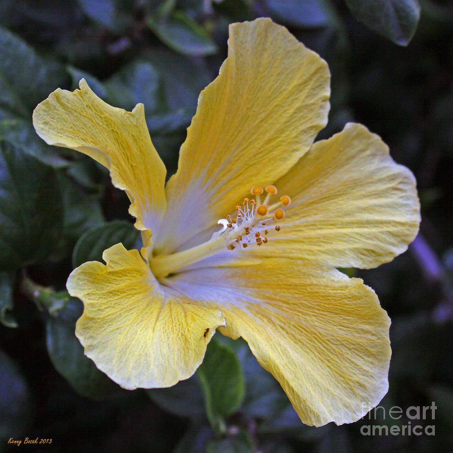 Summer Photograph - Yellow Hibiscus Flower with Ant by Kenny Bosak