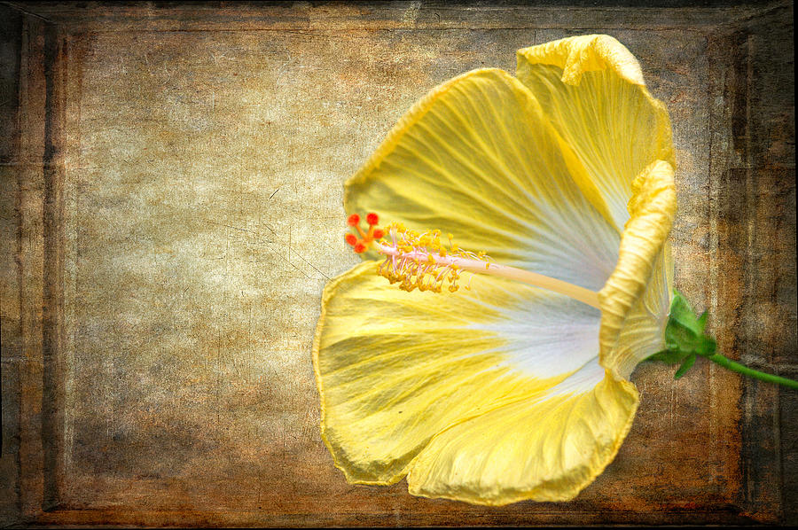 Summer Photograph - Yellow Hibiscus by Garvin Hunter