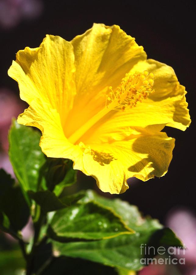 Yellow Hibiscus Photograph by Jay Milo