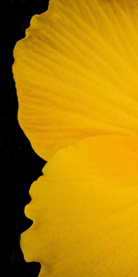 Yellow Hibiscus Left Side of Triptych Photograph by TK Goforth