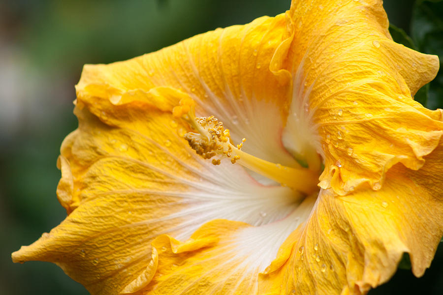 Yellow Hibiscus Photograph by Michael Porchik