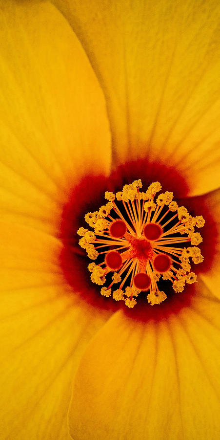 Yellow Hibiscus Middle of Triptych Photograph by TK Goforth