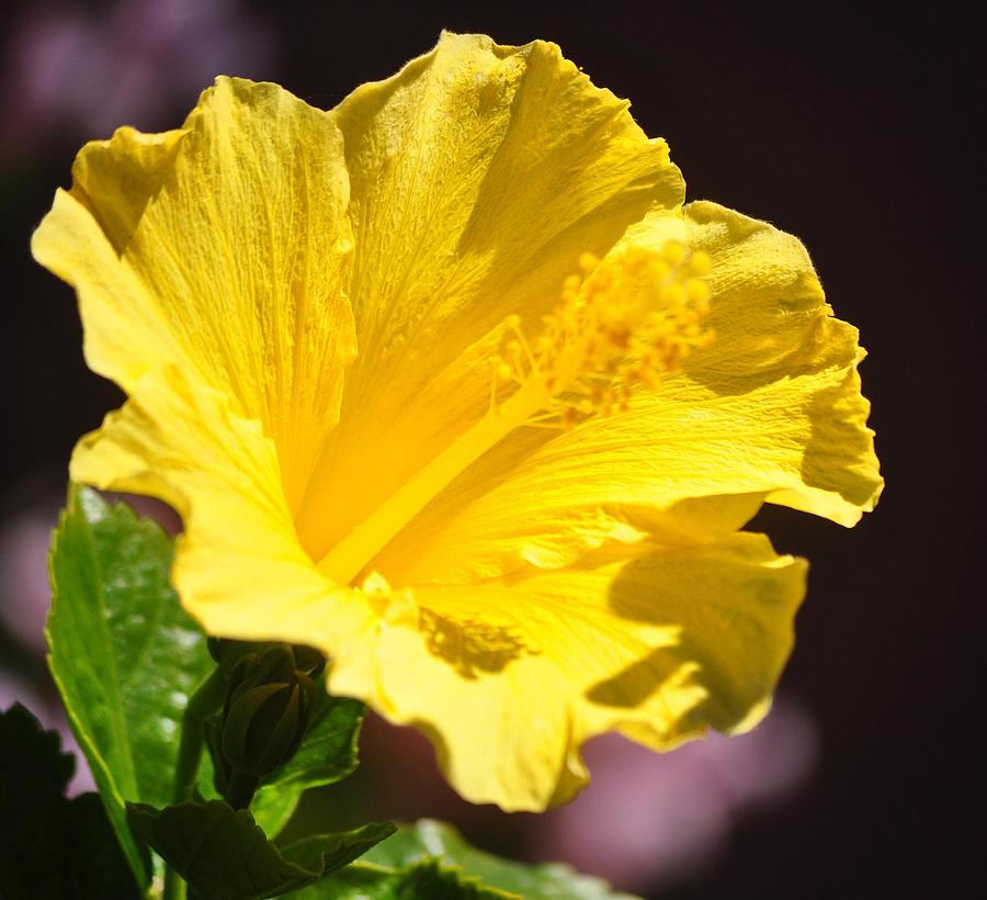 Yellow Hibiscus Open To The Sun Photograph by Jay Milo