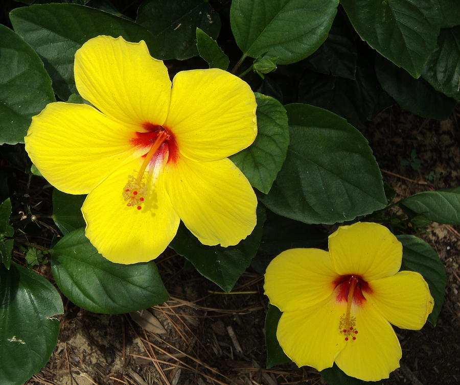 Flower Photograph - Yellow Hibiscus by Paula Tohline Calhoun