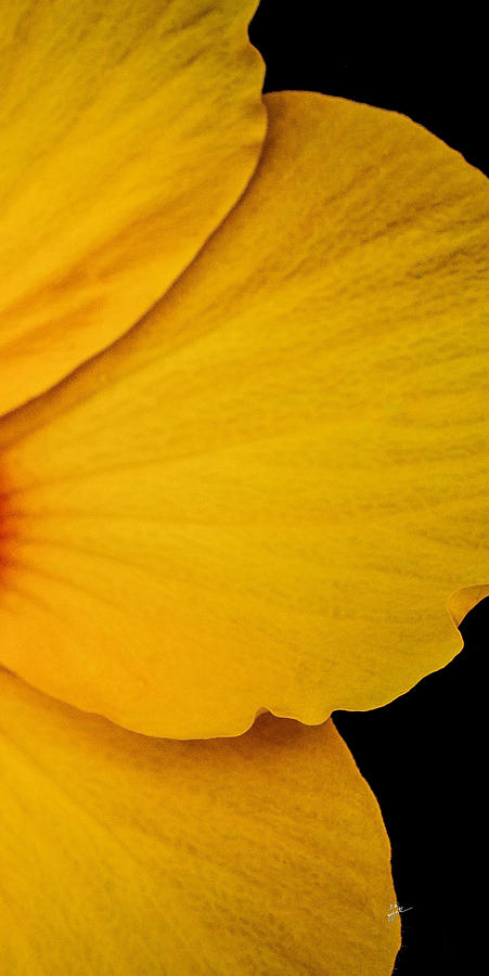 Yellow Hibiscus Right Side of Triptych Photograph by TK Goforth