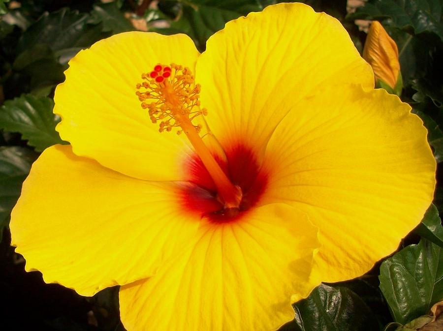 Yellow Hibiscus Photograph by  Sharon Ackley