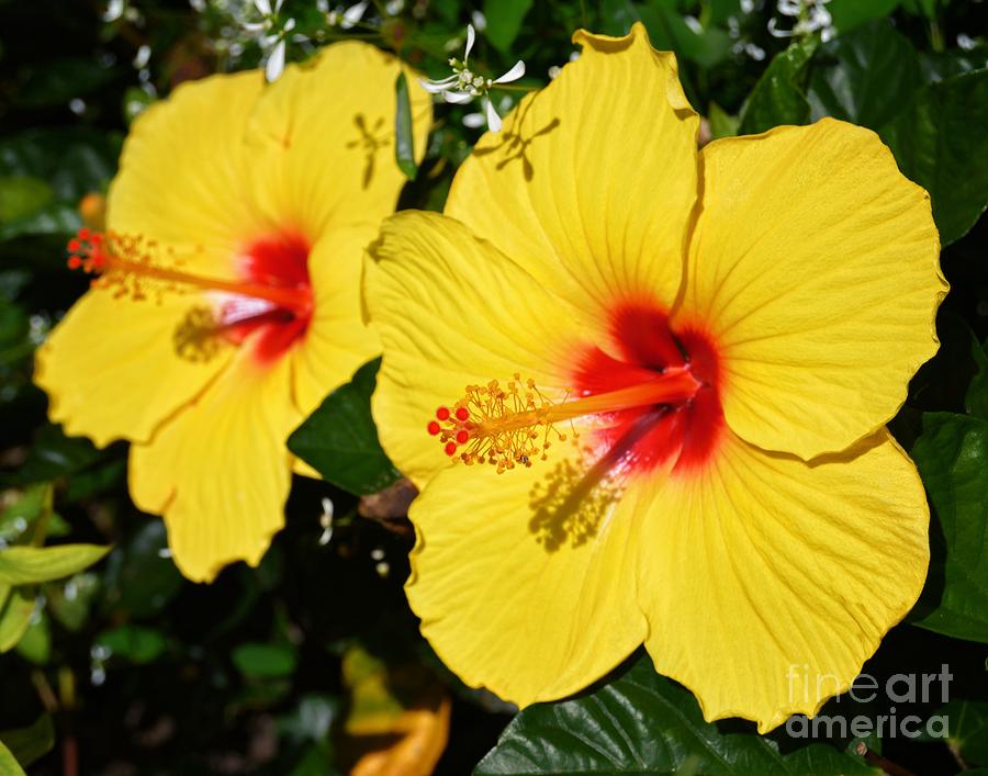 Yellow Hibiscus Photograph by Sharon Woerner