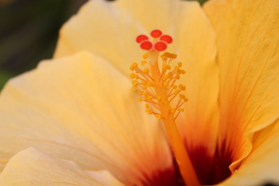 Yellow Hibiscus  Photograph by Stella Robinson