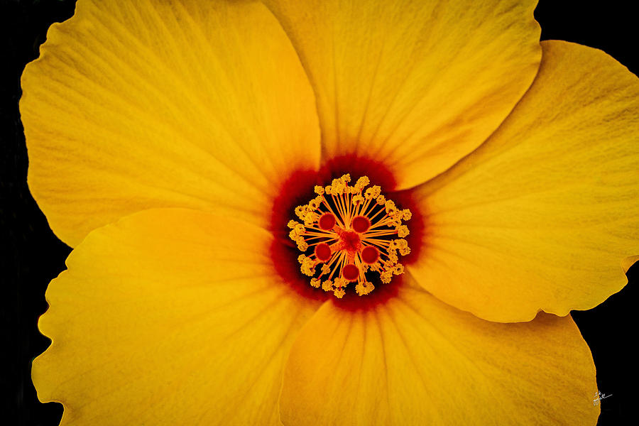 Yellow Hibiscus Photograph by TK Goforth