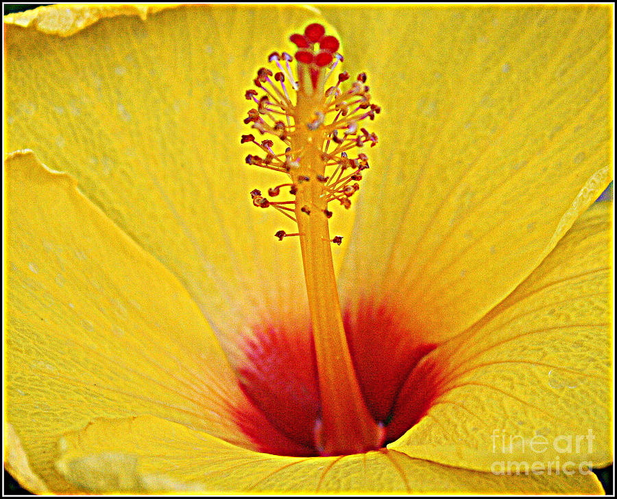 Yellow Hibiscus Up Close Photograph by Dora Sofia Caputo