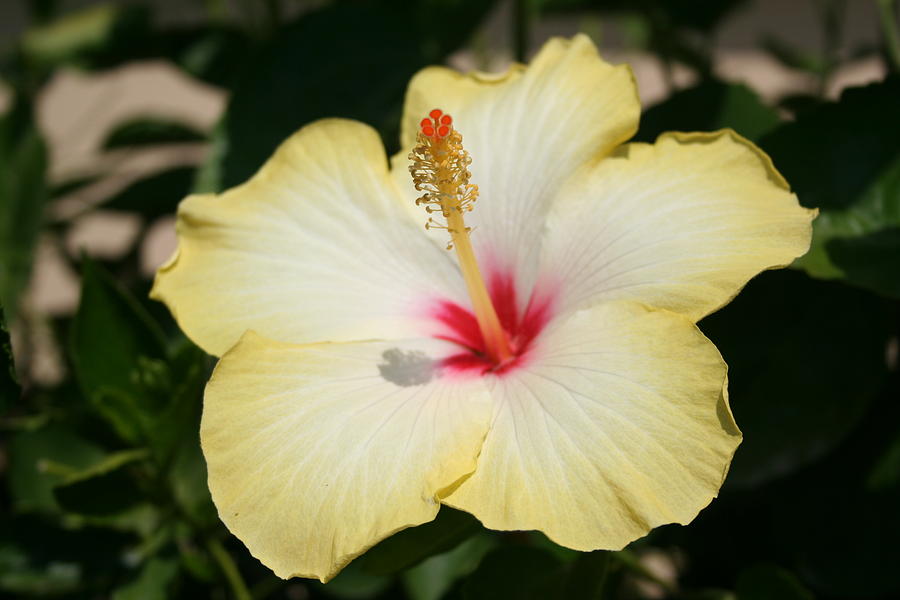 Yellow Hibiscus With Garden Background  Photograph by Taiche Acrylic Art