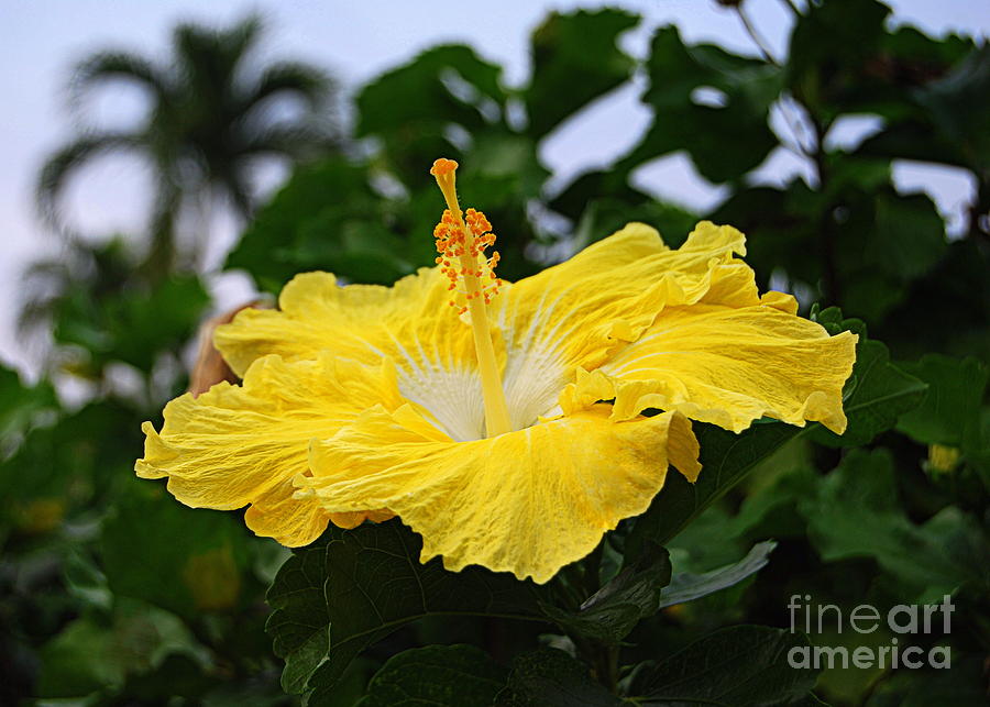 Colorado Rockies Brown Yellow Hibiscus White Background 3D