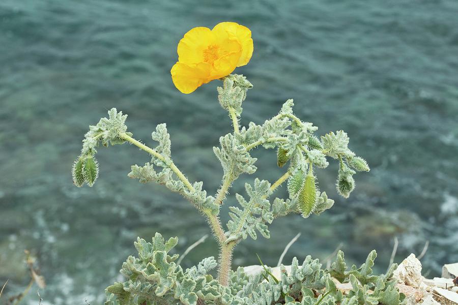 Greek Photograph - Yellow Horned Poppy (glaucium Flavum) by Bob Gibbons