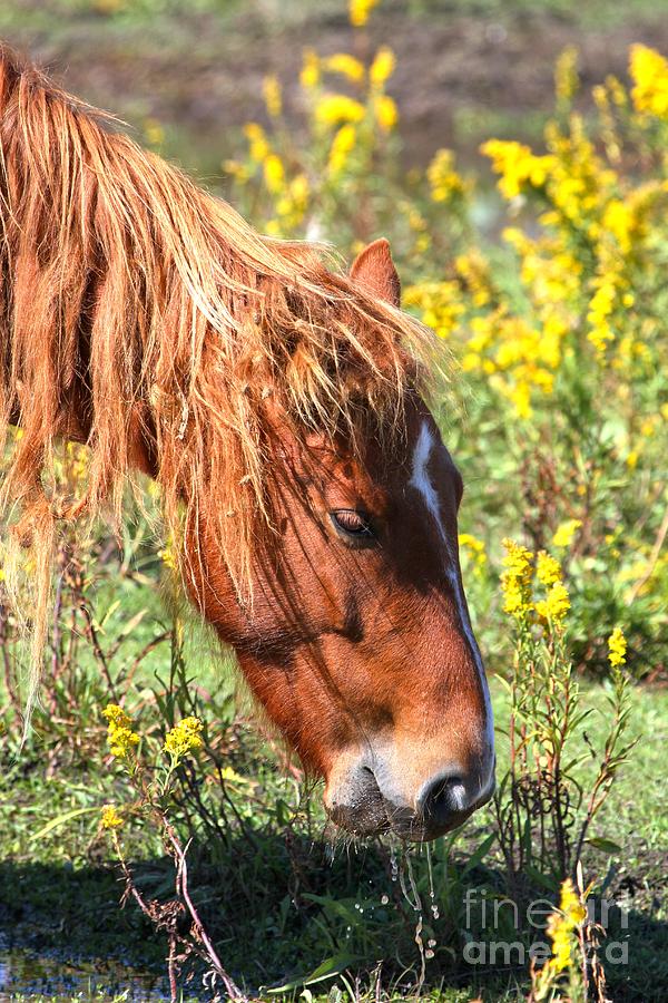 Brown Horse Photograph - Yellow Horse Treats by Adam Jewell
