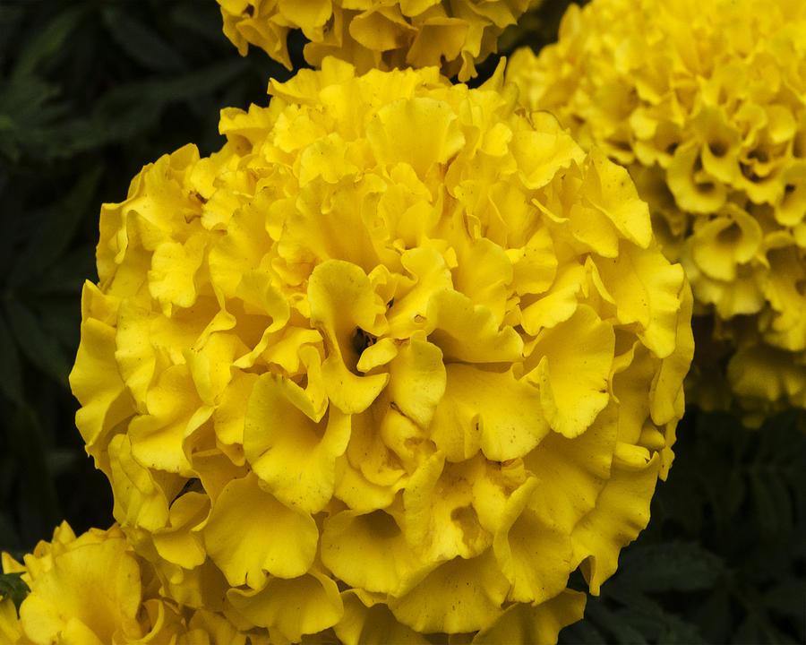 Yellow hydrangea deals