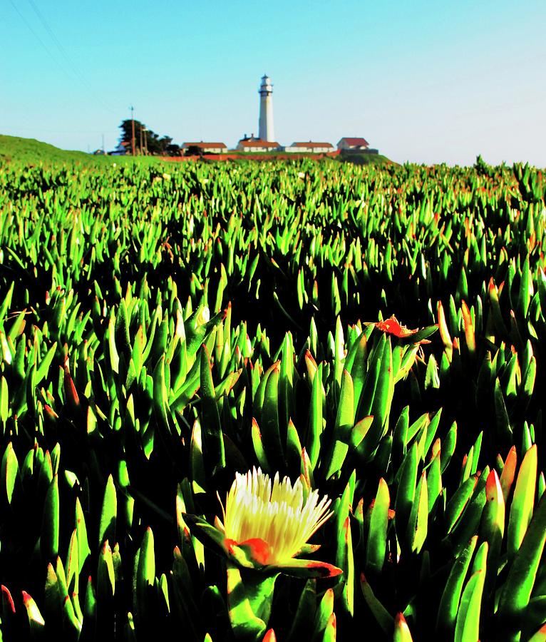 Yellow  Ice Plant Flower   Lighthouse Photograph by John King I I I