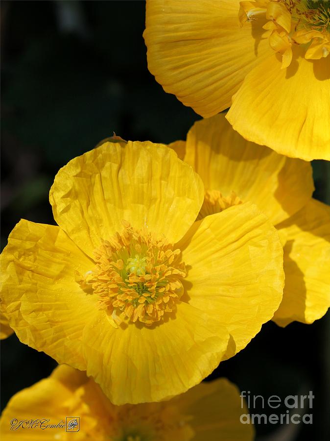 Yellow Iceland Poppy Photograph by J McCombie