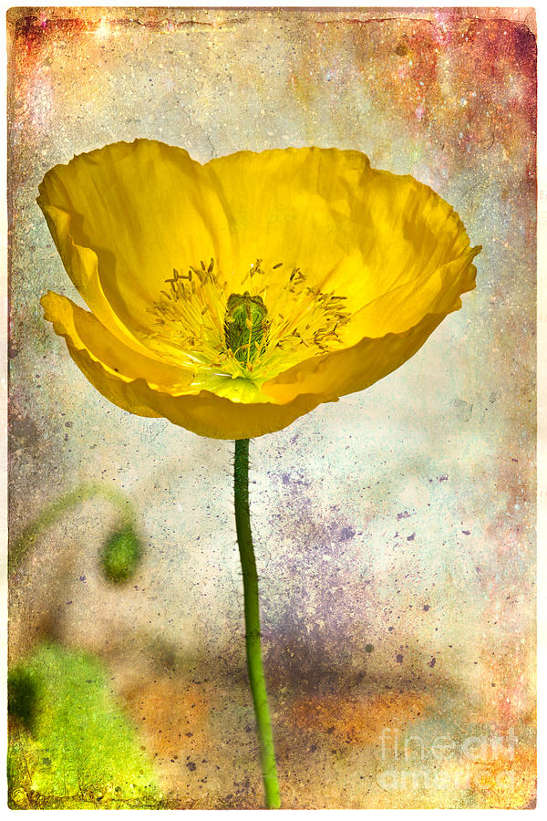 Yellow Icelandic Poppy And Texture Photograph by Mimi Ditchie