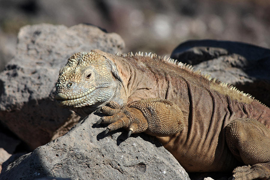 Yellow iguana Photograph by Alberto Gallo - Fine Art America