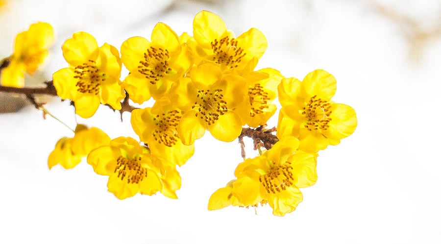 Yellow In Bloom II Photograph