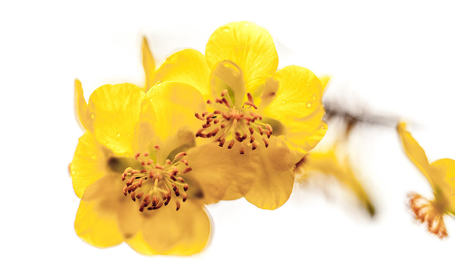 Yellow In Bloom Photograph