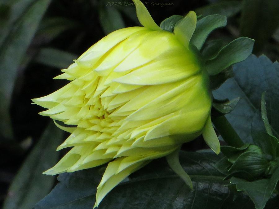 Nature Photograph - Yellow in bloom by Sonali Gangane