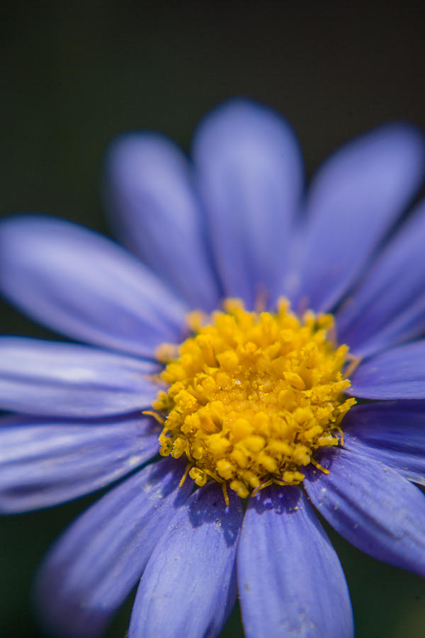 Daisy Photograph - Yellow in the middle by Scott Campbell