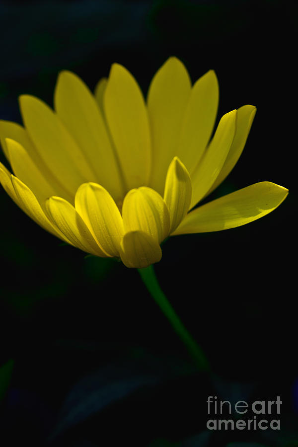 Nature Photograph - Yellow Flower by Tom Gari Gallery-Three-Photography