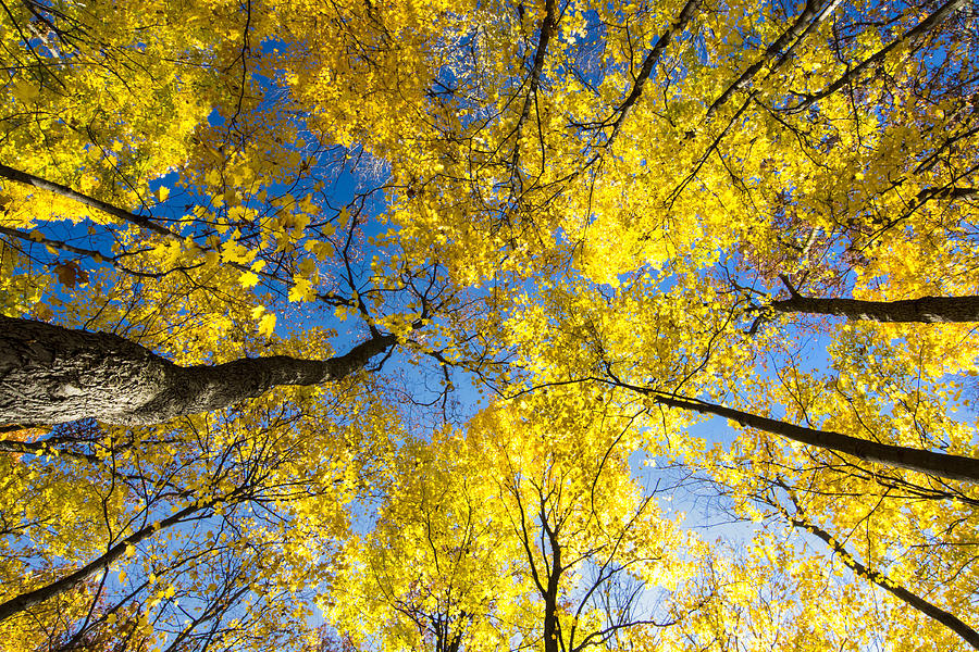 Yellow in the Sky Photograph by Gej Jones - Fine Art America