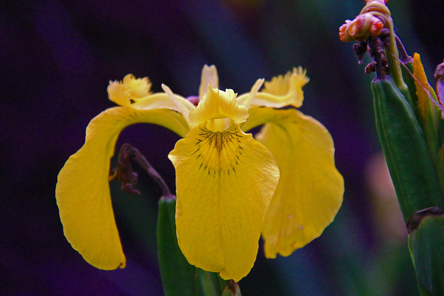 Yellow Iris Photograph by Andy Lawless