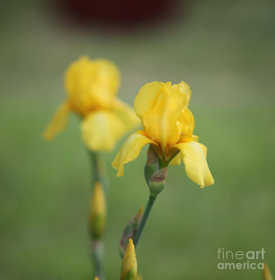 Yellow Iris Photograph by Kathryn Cornett