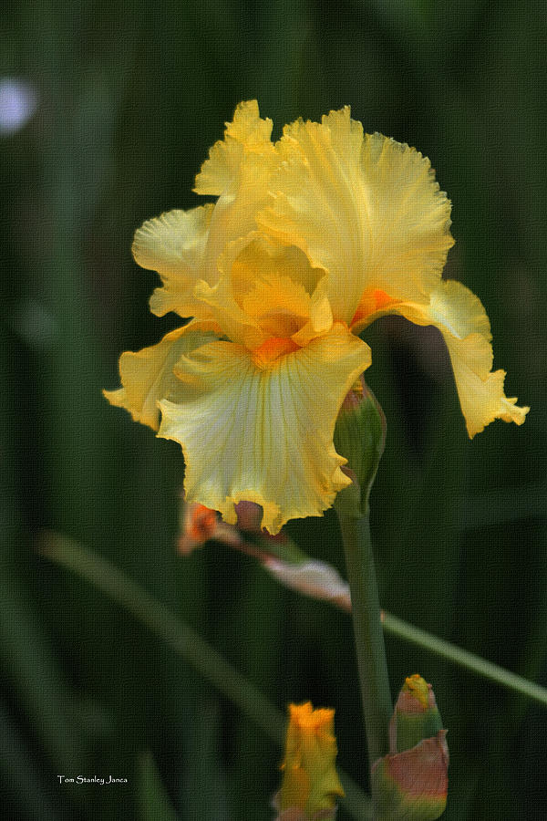 Yellow Iris At The Arboretum Photograph by Tom Janca