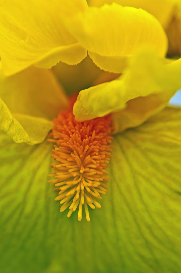 Iris Photograph - Yellow Iris Beard by Tikvahs Hope