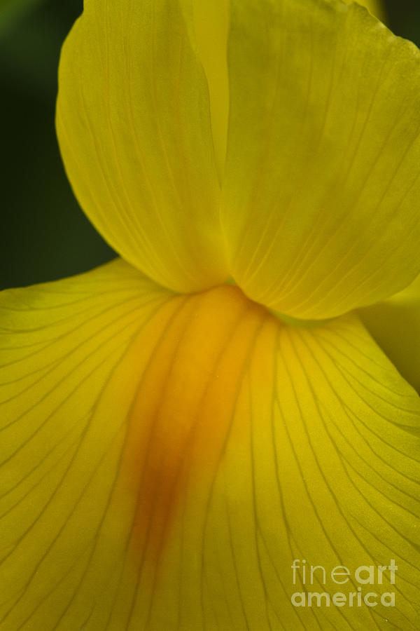 yellow Iris Photograph by Carrie Cranwill