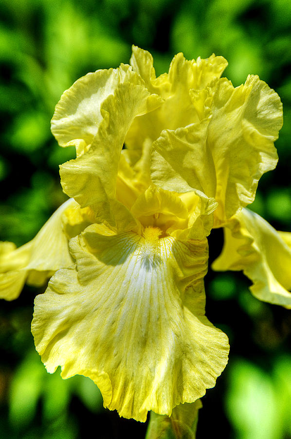 Yellow Iris Photograph by Celso Bressan
