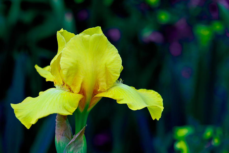Yellow Iris close up Photograph by Eti Reid