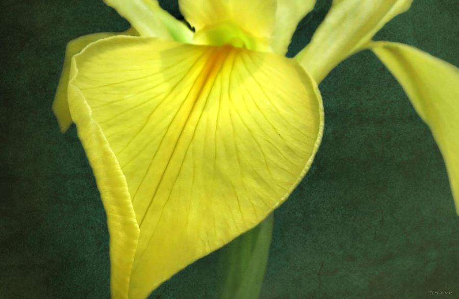 Yellow Iris  Photograph by Deborah Smith