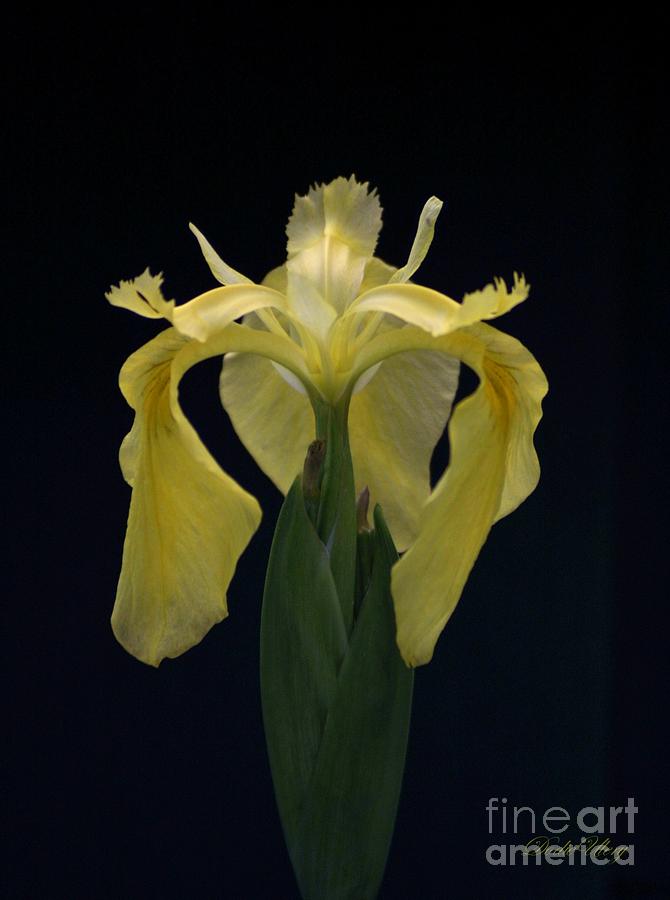 Yellow Iris Photograph by Dodie Ulery