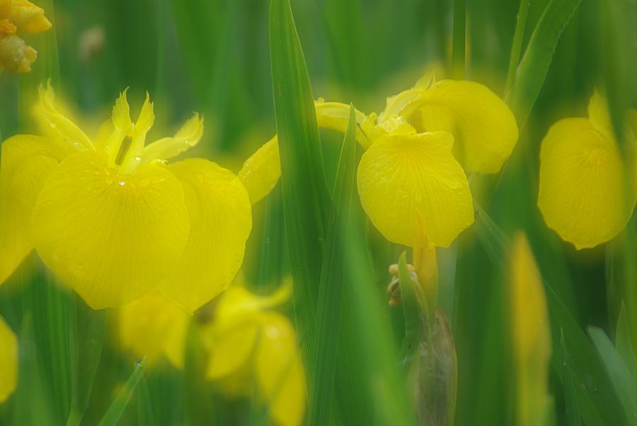Yellow Iris Double Photograph by Ken Dietz