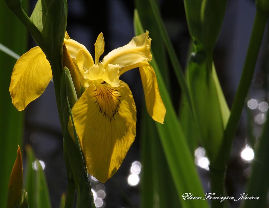Yellow Iris by Elaine Farrington Johnson Yellow Iris by Elaine Farrington Johnson